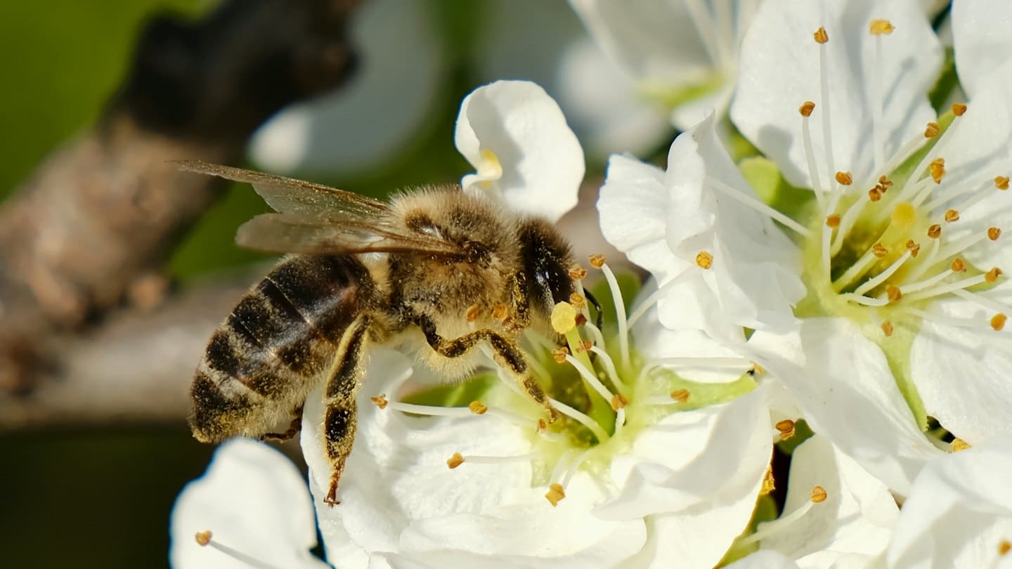 Un'ape coperta di polline giallo raccoglie nettare da un fiore bianco.