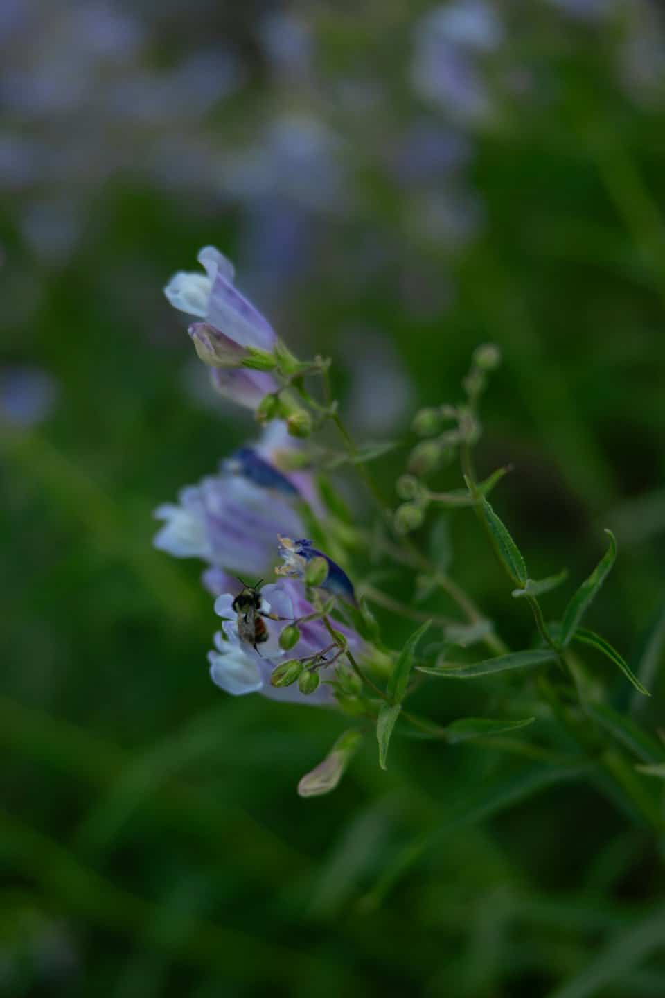Una piccola ape che raccoglie nettare da fiori viola e bianchi.