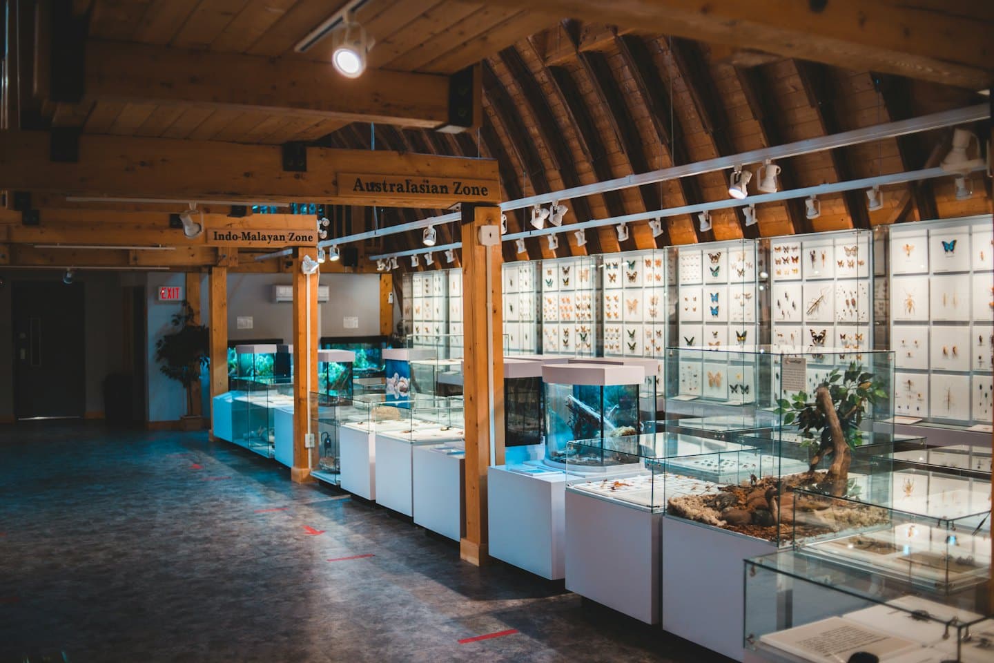 Museo con esposizioni di insetti e vita acquatica sotto un soffitto con travi in legno.
