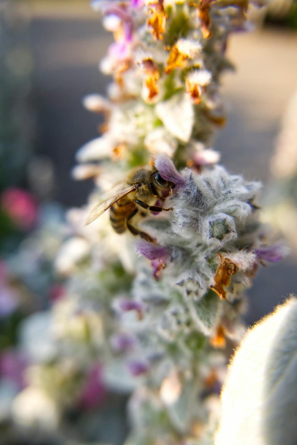 Un'ape raccoglie polline su un fiore viola a forma di spiga.